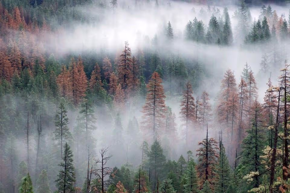 Remote monitoring for forest management