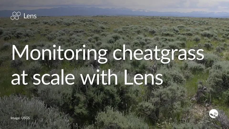 Monitoring cheatgrass at scale with Lens