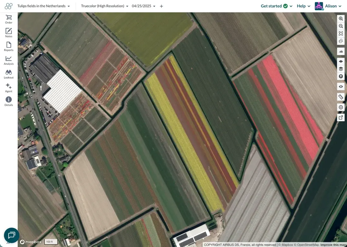 Tulip fields in the Netherlands