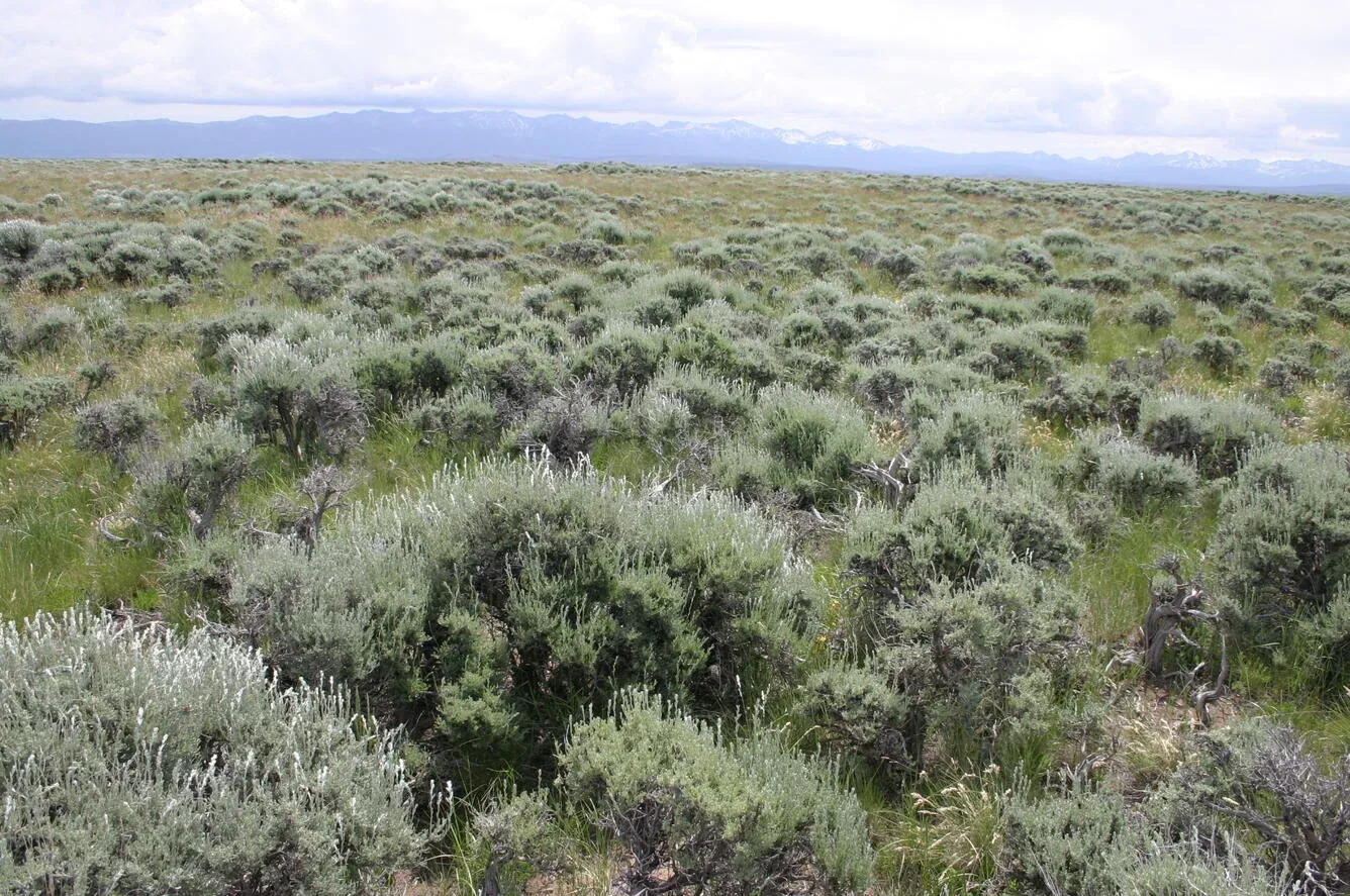 Sagebrush habitat in Colorado.