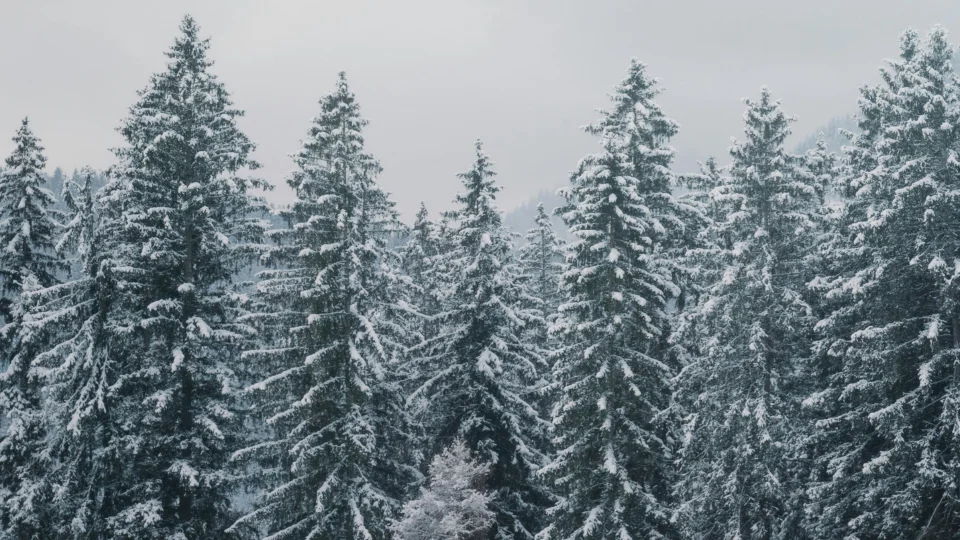 Lens Newsletter: December 2025